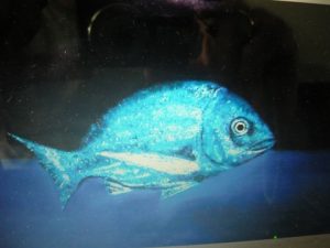 One of Kypraios Fishes..