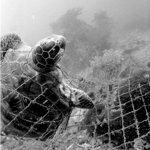 Sea turtle trapped in abandoned driftnet.Photo by Eric Leong/Marine Photobank.