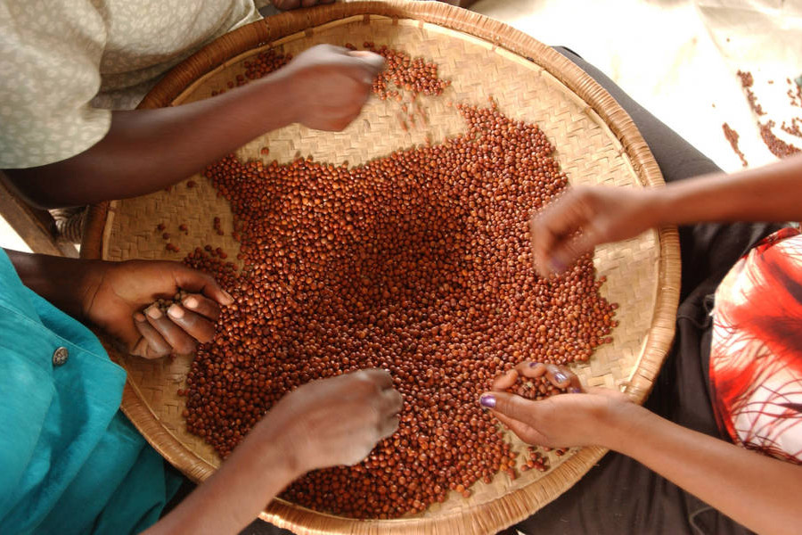Pulses are an affordable alternative to more expensive animal-based protein, which makes them ideal for enhancing diets in poorer parts of the world. Photo: FAO/Giuseppe Bizzarri