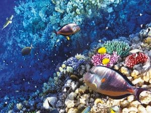 Maritime Environment